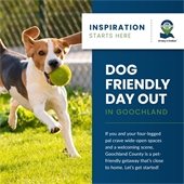 image of dog running with ball