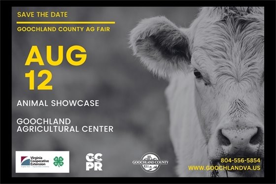 Image of cow with Ag day information