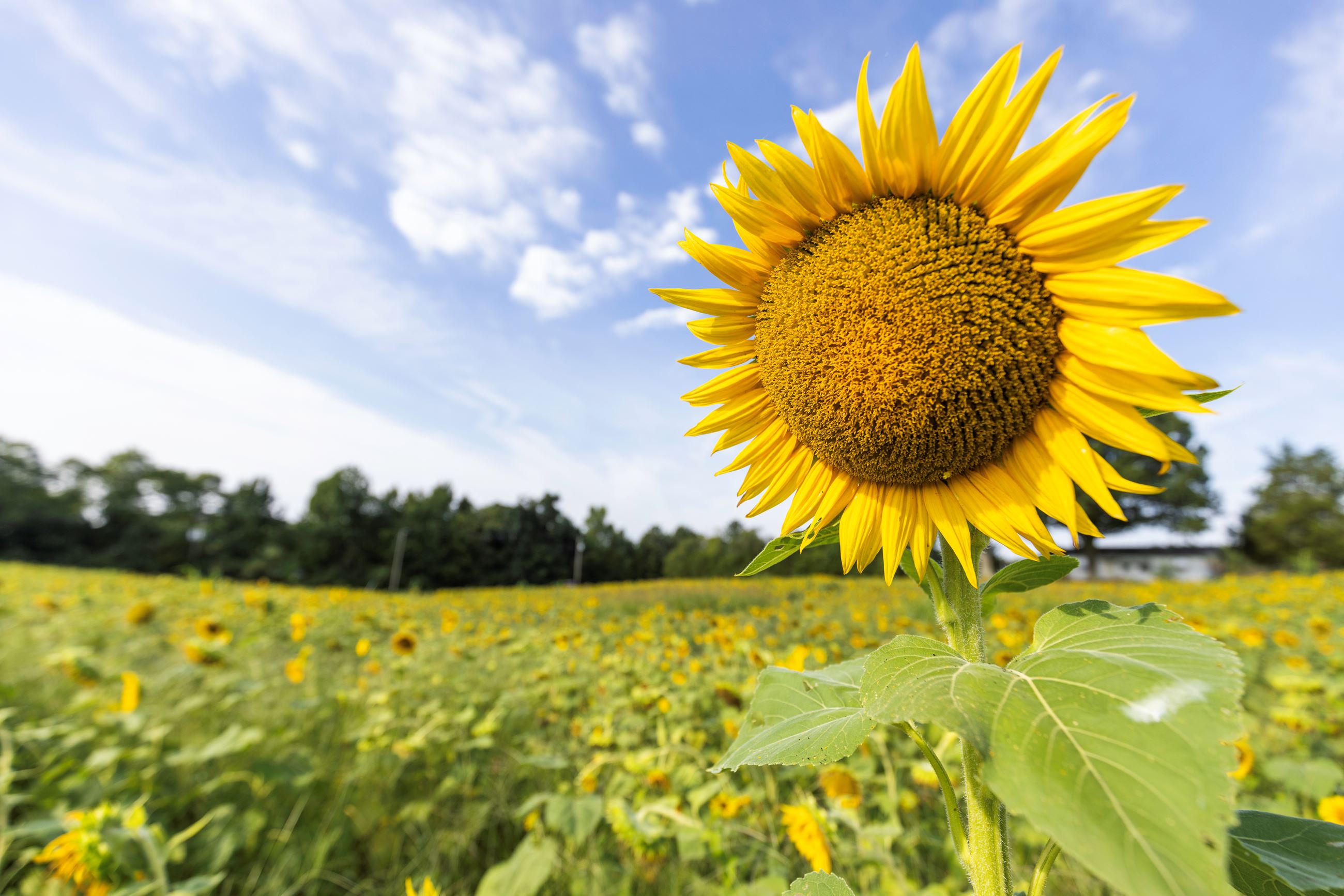 Goochland Round 1 004